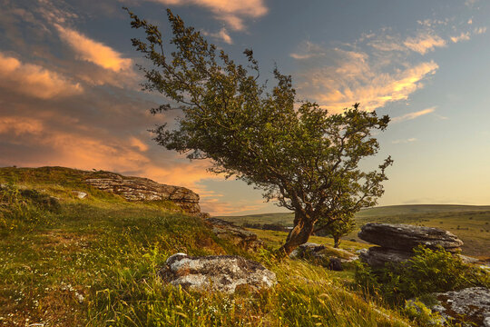 Wind-blown hawthorn tree stands on Bench Tor during sunset near Holne in Dartmoor National Park, Devon in Great Britain