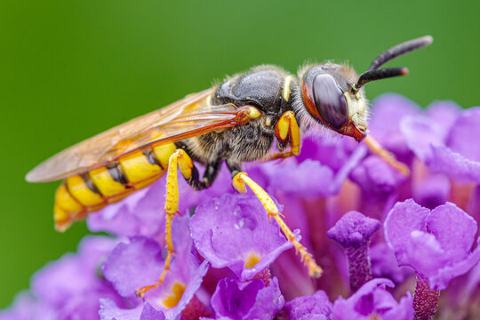 Taszczyn pszczeli (Philanthus triangulum) na fioletowej budlei. Makrofotografia drapieżnej osy w letnim ogrodzie. Zbliżenie na owada zapylającego na kolorowym tle. Przyroda i biologia.