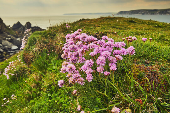 Sea Pink flowers bloom in May on cliffs overlooking the ocean on Burgh Island in south Devon, Great Britain