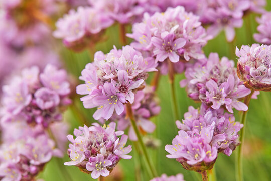 Beautiful Sea Pink flowers blooming on cliffs during May in Burgh Island south Devon coast