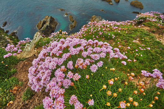 Sea Pink flowers bloom on cliffs overlooking the ocean in May at Burgh Island along the south Devon coast in Great Britain