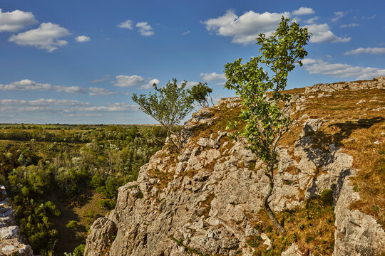 Whitebeam trees seen on cliff edge at Cheddar Gorge in Somerset, United Kingdom