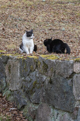 Obraz premium Two cats interacting on stone wall in natural outdoor setting, domestic animals in calm rural environment