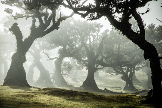Exploring the ancient trees of the Fanal laurel forest in Madeira