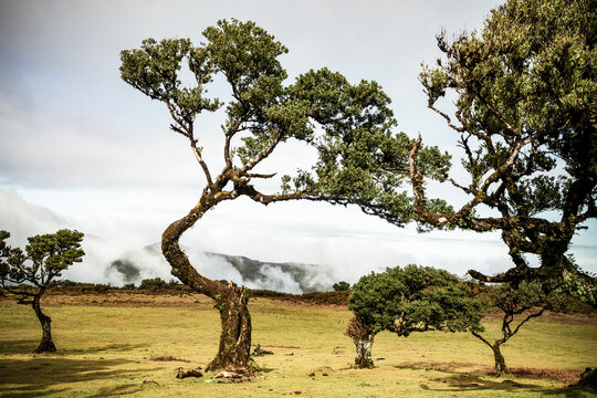 Majestic ancient trees in Fanal laurel forest of Madeira near Ribeira da Janela with dense green foliage