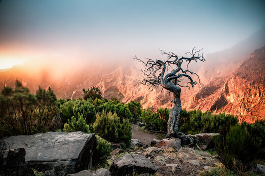 Exploration of high mountain scenery in Madeira with unique tree structure and foggy background during sunset