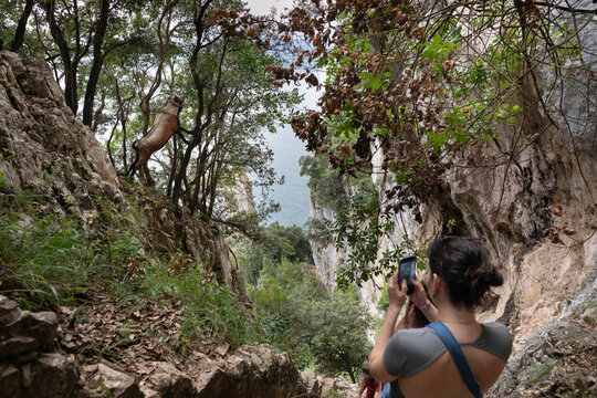 Anson goat, a native breed of Cantabria, on the steps leading to the Caballo lighthouse, Cantabria
