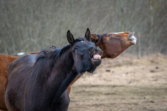 Funny horse making face showing teeth while another horse neighs in background, humorous animal expression in countryside