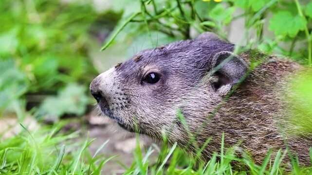 Groundhog Hiding in Tall Grass Nature Wildlife 4K Video