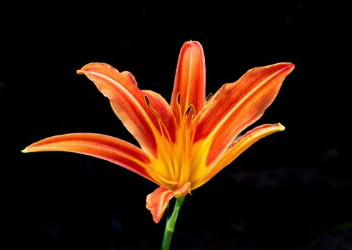 Tiger Lily blooms in vibrant orange color among dark background in Ontario during summer season