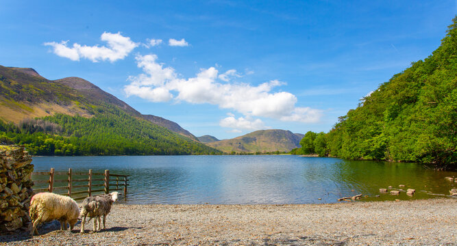 Sheep on the beach at Buttermere Lake in the Lake District during a sunny day in the United Kingdom