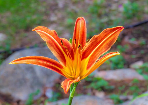 Orange Lilly flower blooms in Ontario during summer, showcasing vibrant colors and unique shape without any surrounding distractions