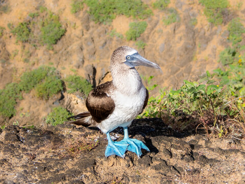 Blue Footed Booby displays unique feet in its natural habitat in the Galapagos Islands