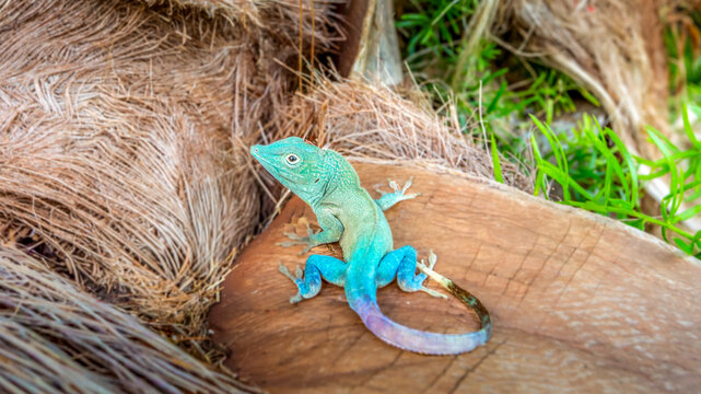 Graham's Anole lizard displays vibrant colors on a tropical background in Bermuda