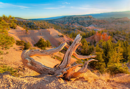 Dead tree stump overlooks the Bryce Amphitheatre at sunrise point in Utah