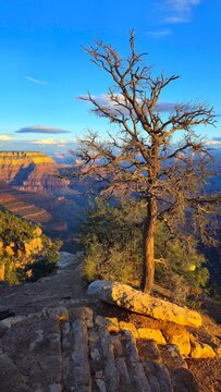 Visit to Grand Canyon during sunset with a tree silhouette in Arizona, USA