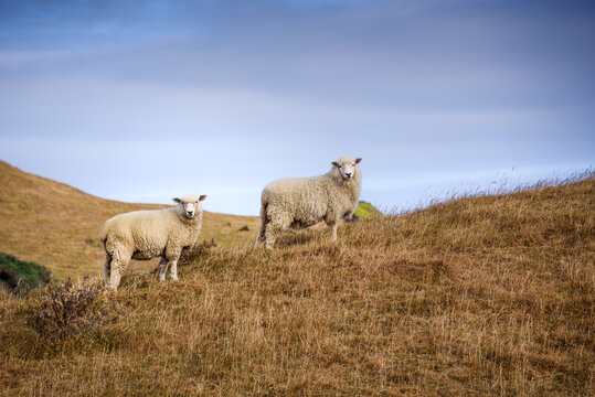 Two sheep graze on golden grass under the sky with coastal headlands in the background near Puponga Farm Park in New Zealand