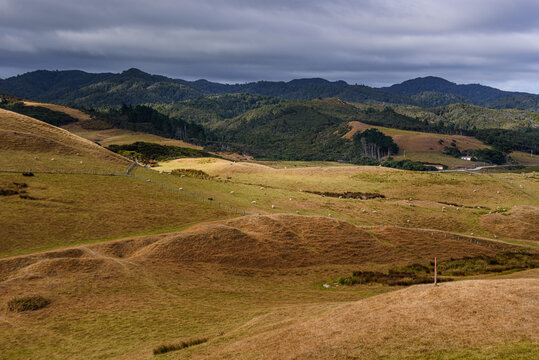 Golden hills and farmland in landscape near Cape Farewell with mountains and cloudy sky in the background in New Zealand