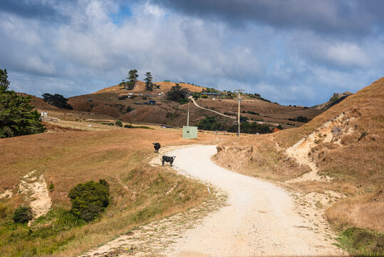 Black cows stand on winding gravel road between hills in New Zealand during daytime