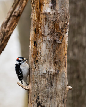 Close-up portrait of a male downy woodpecker (Dryobates pubescens) digging bugs out of a dead tree
