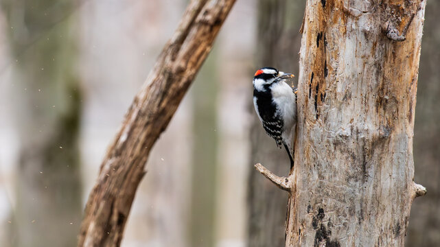 Close-up portrait of a male downy woodpecker (Dryobates pubescens) digging bugs out of a dead tree