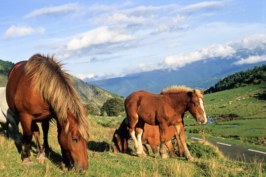 Horses graze at Pailheres Pass in Donezan region of Ariege, Occitanie, France during a sunny day in the countryside
