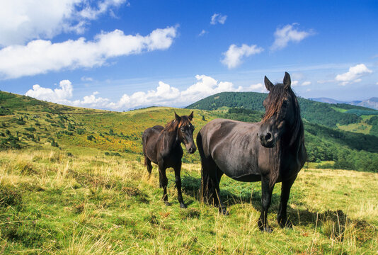 Merens horses roam freely in a mountain landscape near a pass in the Couserans province of France during daytime