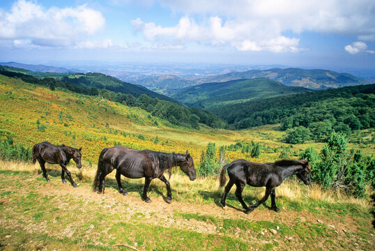 Merens horses walking through the mountain pass at Col de la Core in France with hills and forests in the background