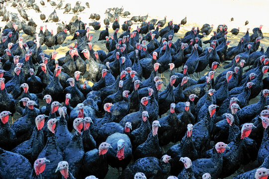 Turkey breeding in Gers department of Occitanie region in southwest France with numerous birds gathering in an open area