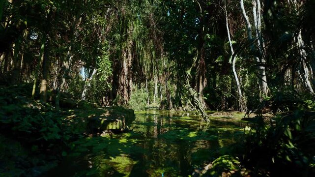 Mosscovered cypress trees surround reflective pool, botanist imagined collecting samples amid dappled sunlight and calm ripples, dense canopy, tangled roots
