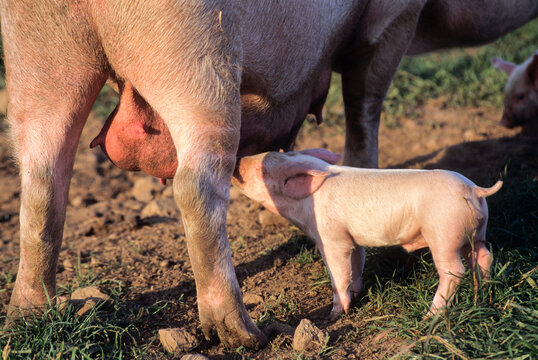 Sow nurses piglet on a pig farm in Mayenne department in Pays de Loire region of France during May