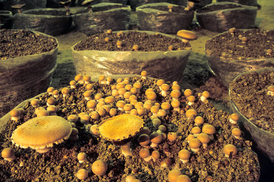 Mushroom cultivation process in troglodytic cellar in France with shiitake mushrooms growing on substrate
