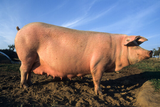Sow standing in a pig farm under blue sky in Mayenne department, Pays de Loire region, France
