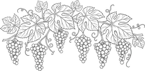 Grapes vine engraving vector set. Hanging grape clusters with leaves detailed illustration. Hand drawn botanical collection in vintage style for packaging and wine design. © SNOW EVA