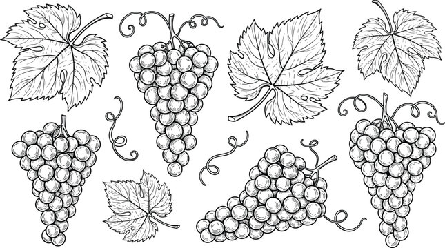 Grapes engraving vector set. Grape clusters and vine leaves detailed illustration. Hand drawn vineyard botanical collection in vintage style for wine and packaging design.
