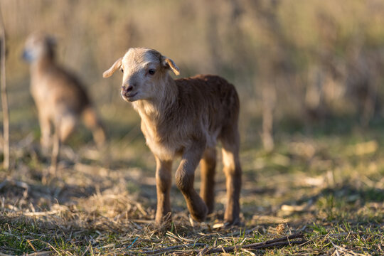 Cute Lamb Hopping in a Meadow &ndash; Springtime Fun