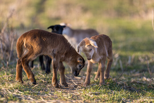 Cute Lamb Hopping in a Meadow &ndash; Springtime Fun
