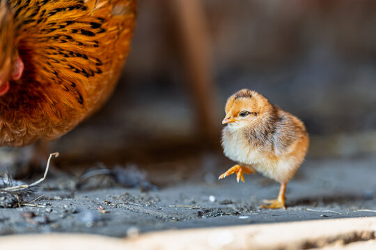 Cute, yellow chick.