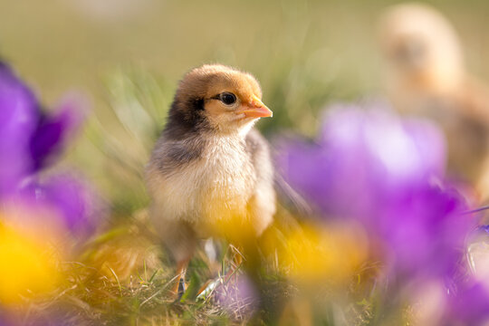Cute, yellow chicks walking on green grass, surrounded by spring flowers such as crocuses.