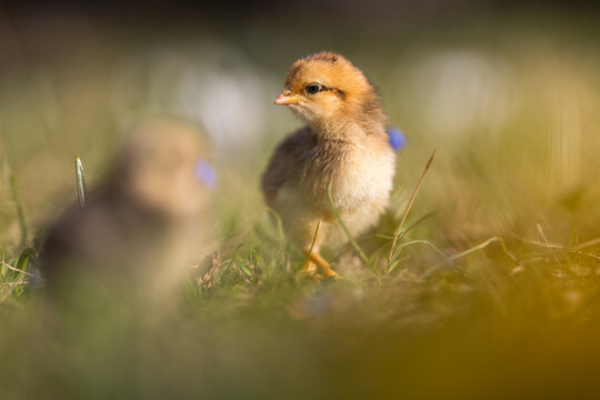 Cute, yellow chicks walking on green grass, surrounded by spring flowers such as crocuses.