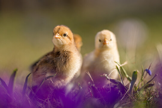 Cute, yellow chicks walking on green grass, surrounded by spring flowers such as crocuses.
