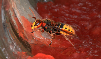 Hornisse im Marmeladenglas. Nur selten mögen Hornissen gern Süßes, so wie diese Europäische Hornissenarbeiterin, , die meisten anderen aber bevorzugen es zu jagen. © Volkmar