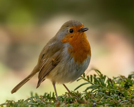 Large detailed image of a robin standing on fir topiary. Classic British wild bird associated with Christmas. Redbreast nickname from the uniforms of Postmen.