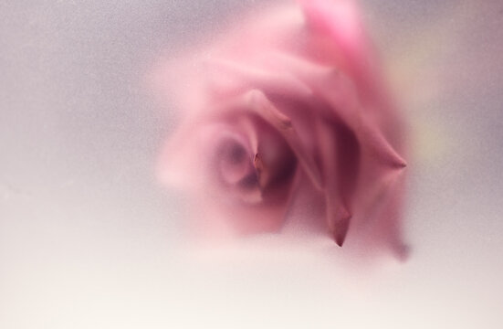 Rose flower art design romantic floral background. Nature abstract bouquet through matte glass, beauty flowers blurred backdrop. Watercolor holiday greeting card, soft focus, beige pastel colors. 