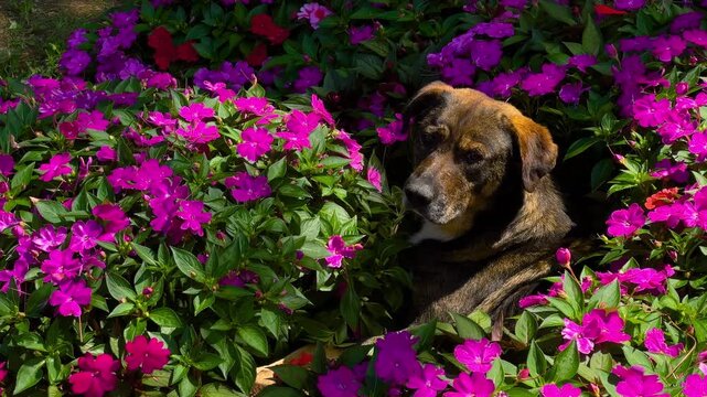 Stray dog resting in a flower bed surrounded by vivid pink flowers in Istanbul, Turkey in strong high contrast sunlight with deep shadows and lush green foliage