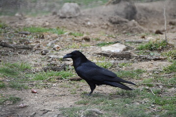 Obraz premium Corbeau noir posé sur le sol, vue de côté.