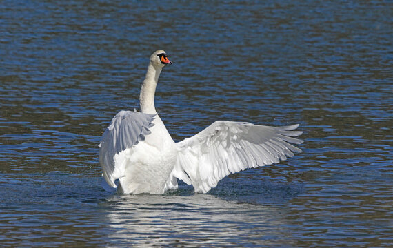 cigno reale (Cygnus olor) in parata
