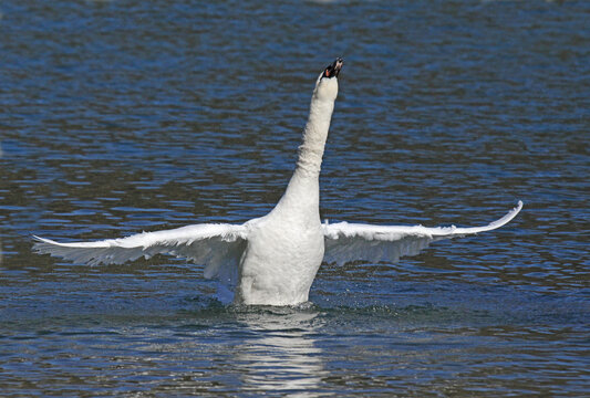 cigno reale (Cygnus olor); esibizione di forza