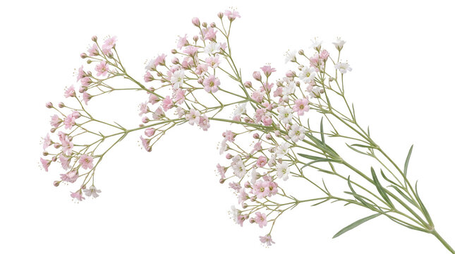 Delicate pink gypsophila flowers on white background, soft baby's breath floral sprigs, elegant botanical branch for wedding invitation design