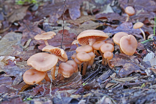 piccoli funghi nel sottobosco primaverile